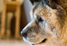 Qué Pasa Cuando los Perros tienen Cancér