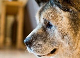 Qué Pasa Cuando los Perros tienen Cancér