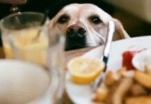 Cómo tratar la ansiedad en los perros Cómo tratar la ansiedad en los perros