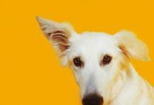 Cómo Saber si tu Perro tiene Sordera y Cómo Educarlo