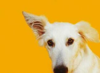 Cómo Saber si tu Perro tiene Sordera y Cómo Educarlo