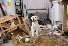 Mi Perro Destroza la Casa Cuando no Estoy ¿Qué hago?