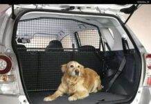 Perros que Vomitan en el Coche, Ayúdalos a Superarlo