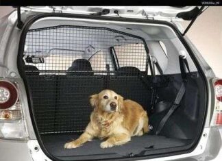 Perros que Vomitan en el Coche, Ayúdalos a Superarlo