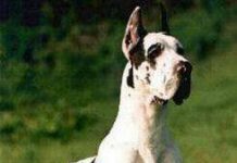 Vomito en los perros