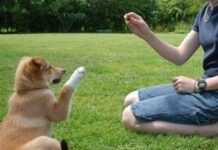 Lección 10: Adiestramiento