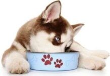 Lección 11: Alimentación