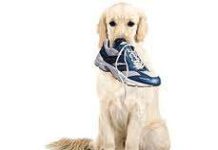 Claves para que la Educación de tu Perro Funcione