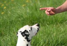¿Son adecuados los Castigos para Perros?