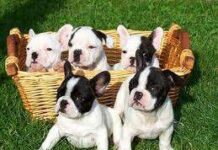 Consejos para Elegir el Nombre de tu Perro