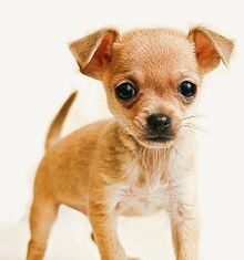 ¿Cómo es un Chihuahua?