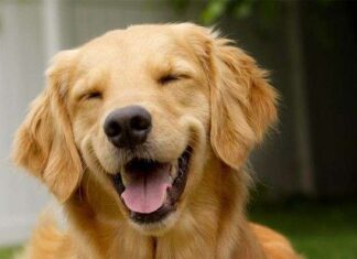 Cómo Sabes si tu Perro es Feliz