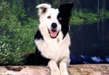 ¡🐶 Todo lo que necesitas saber sobre el Border Collie: El perro más inteligente del mundo! 🧠