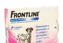 Evita las Garrapatas en tu Perro Fácilmente elimina garrapatas