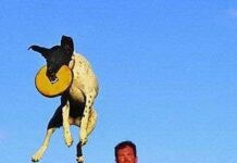 Juegos para perros 1- El Frisbee II