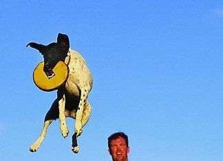 Juegos para perros 1- El Frisbee II