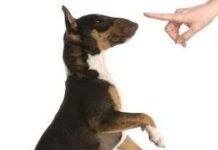 Cómo Conseguir que tu Perro te Respete