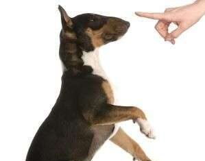 Cómo Conseguir que tu Perro te Respete