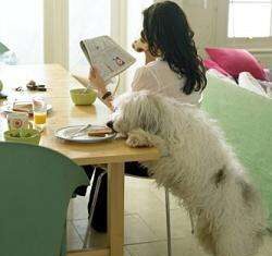 Educar a un perro de forma positiva