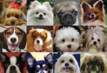 ¡Las razas de perros más populares en el mundo y sus características! 🐶