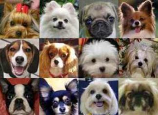 Los Perros en Miniatura y su Mal Genio