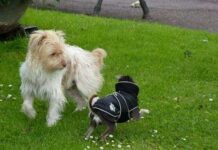 Aprende a Comunicarte con tu Perro 2 – El Olfato