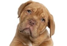 Aprende a Comunicarte con tu Perro
