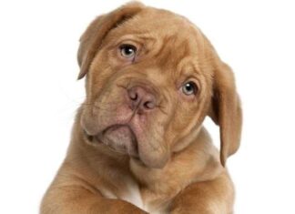 Aprende a Comunicarte con tu Perro