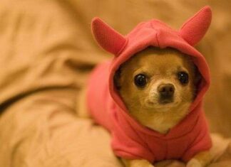 La Alimentación de un Chihuahua