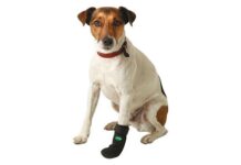 Cómo reconocer una lesión en la pata