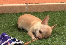 Trucos para tu cachorro