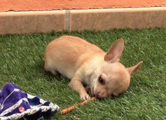 Trucos para tu cachorro