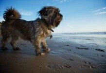 Peligros del Verano para nuestros Perros perro verano