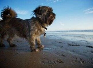 Peligros del Verano para nuestros Perros perro verano