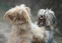 ¿Incitas a tu perro a ser agresivo?