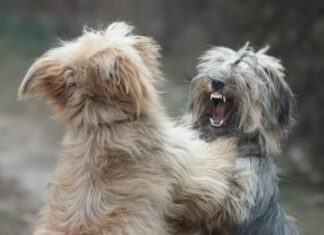 Cómo Tratar las Mordeduras del Perro