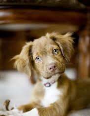 Adopción de perros – Consejos básicos