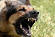 Perros que muerden