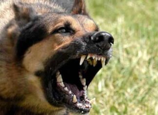 Perros que muerden