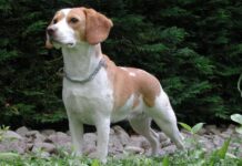 El Beagle