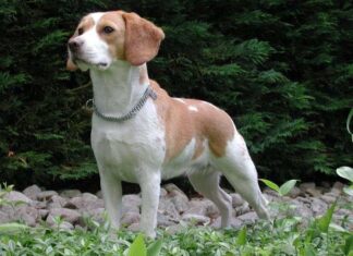 El Beagle
