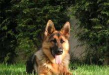 Educar a un pastor Alemán