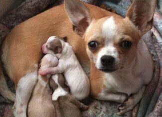 Cómo saber si tu chihuahua está embarazada Cómo saber si tu chihuahua está embarazada