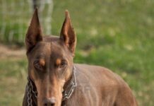 Cómo Cuidar de mi Doberman