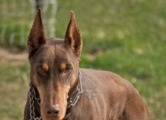 Cómo Cuidar de mi Doberman