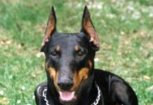 Cómo Cuidar de mi Doberman II