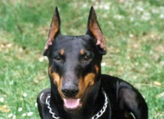 Cómo Cuidar de mi Doberman II