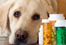 Aspirinas para perros