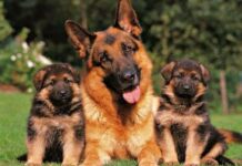 Información sobre el pastor alemán pastor alemán