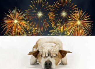 El perro, ¿Miedo a los fuegos artificiales?